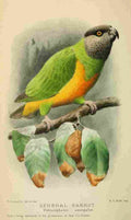 Goodchild H Bird Notes 1902 Senegal Parrot A4 Photo Print