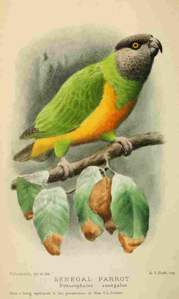 Goodchild H Bird Notes 1902 Senegal Parrot A4 Photo Print