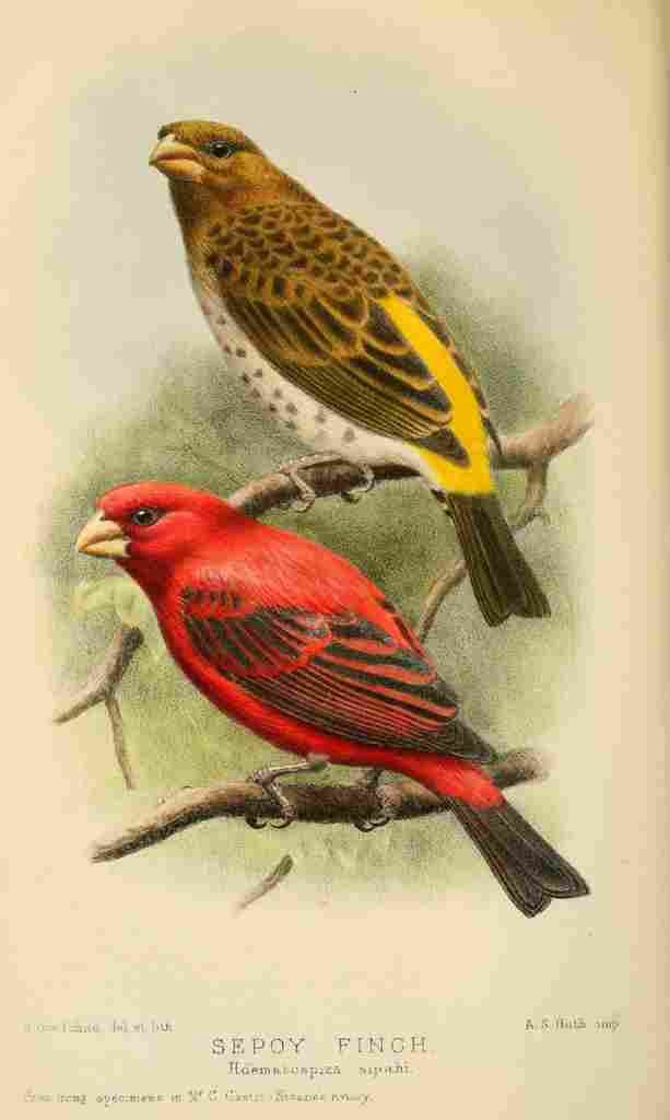 Goodchild H Bird Notes 1902 Sepoy Finch A4 Photo Print