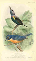 Goodchild H Bird Notes 1902 Sun bird & Flycatcher A4 Photo Print