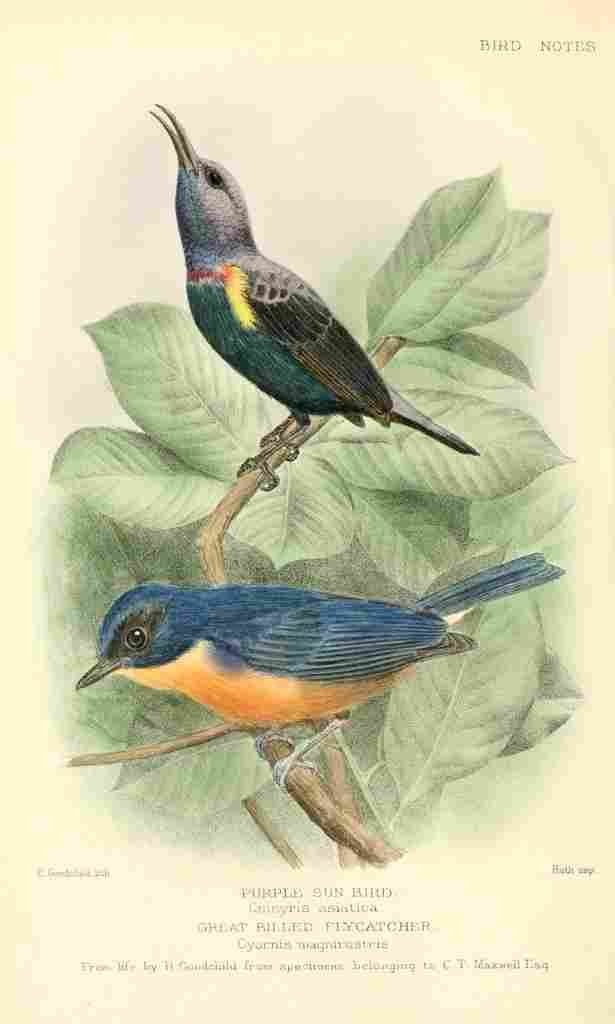 Goodchild H Bird Notes 1902 Sun bird & Flycatcher A4 Photo Print