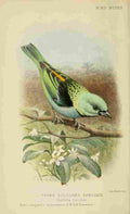 Goodchild H Bird Notes 1902 Three coloured Tanager A4 Photo Print