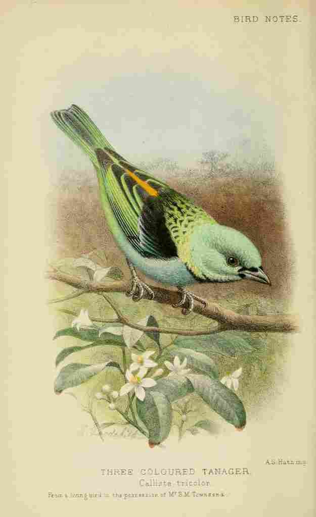 Goodchild H Bird Notes 1902 Three coloured Tanager A4 Photo Print