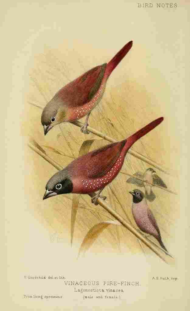 Goodchild H Bird Notes 1902 Vinaceous Fire finch A4 Photo Print