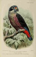 Goodchild H Bird Notes 1902 Violet Parrot A4 Photo Print