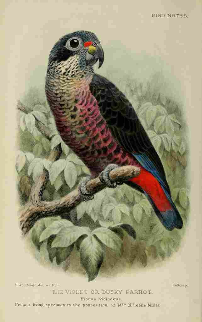 Goodchild H Bird Notes 1902 Violet Parrot A4 Photo Print
