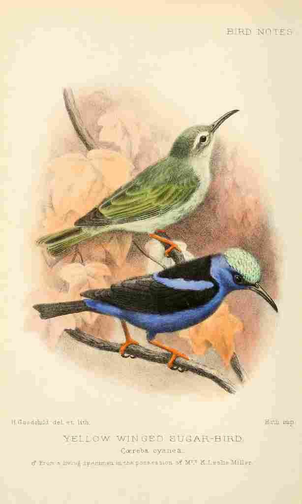 Goodchild H Bird Notes 1902 Yellow winged Sugar bird A4 Photo Print