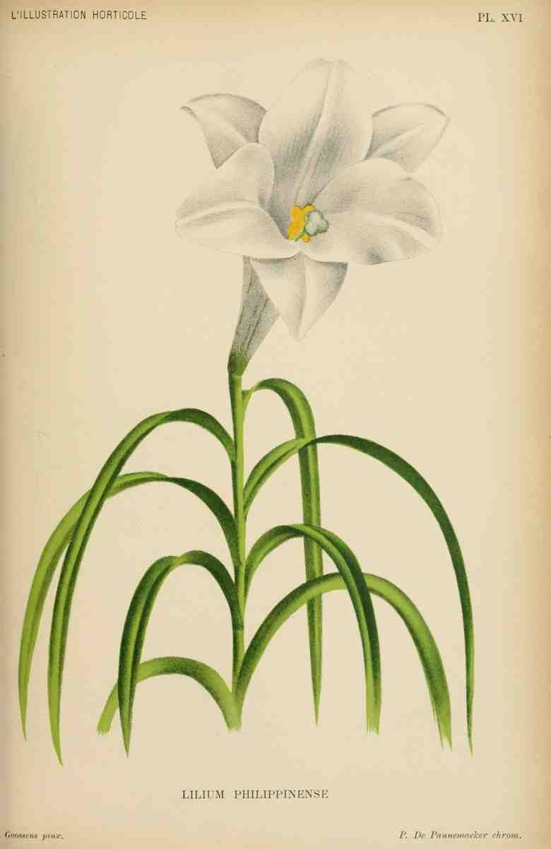 Goossens A L Illustration Horticole 1854 1885 Lilium Philippinense A4 Photo Print