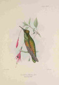 Gosse 1849 Trochilus Maria Hbird A4 Photo Print
