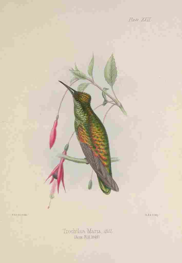 Gosse 1849 Trochilus Maria Hbird A4 Photo Print