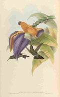 Gould 1861 Aphantochroa Cirrhochloris A4 Photo Print