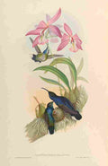 Gould 1861 Campylopterus Delattrei A4 Photo Print