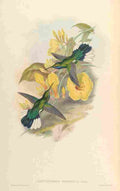 Gould 1861 Campylopterus Ensipennis A4 Photo Print
