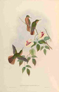 Gould 1861 Campylopterus Hyperythrus A4 Photo Print