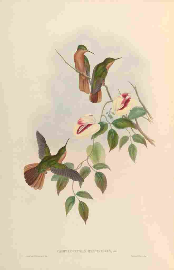 Gould 1861 Campylopterus Hyperythrus A4 Photo Print