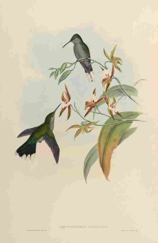 Gould 1861 Campylopterus Latipennis A4 Photo Print
