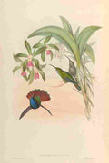 Gould 1861 Campylopterus Lazulus A4 Photo Print