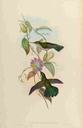 Gould 1861 Campylopterus Obscurus A4 Photo Print