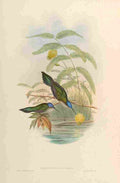 Gould 1861 Campylopterus Pampa A4 Photo Print