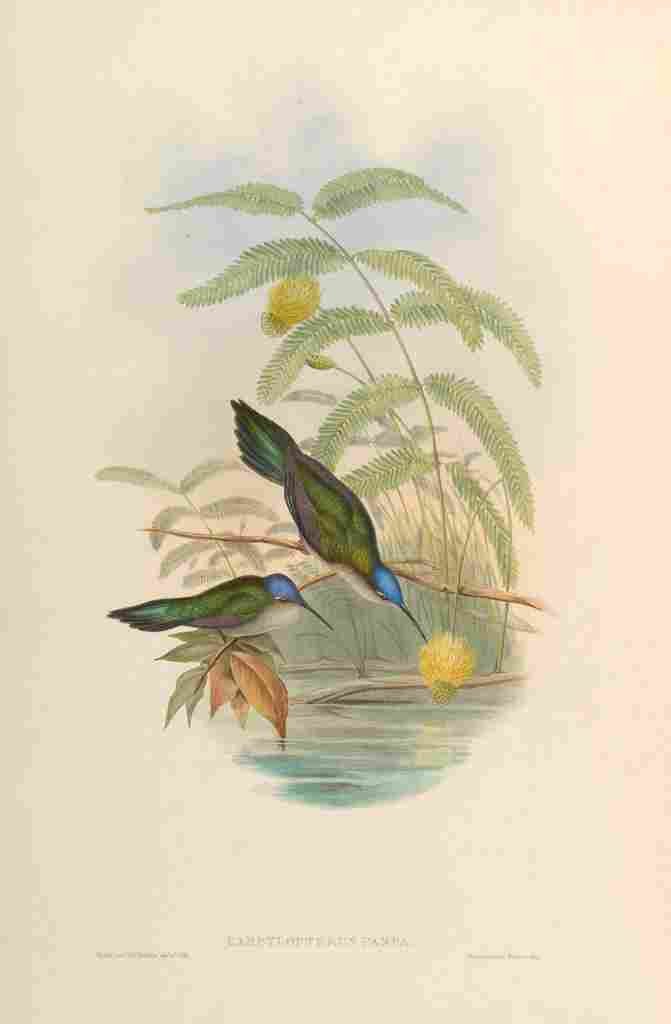 Gould 1861 Campylopterus Pampa A4 Photo Print