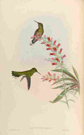 Gould 1861 Campylopterus Roberti A4 Photo Print