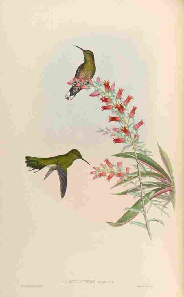Gould 1861 Campylopterus Roberti A4 Photo Print