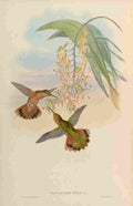 Gould 1861 Campylopterus Rufus A4 Photo Print