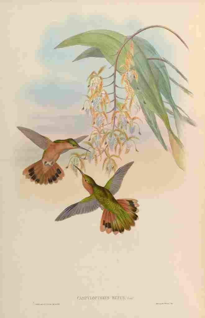 Gould 1861 Campylopterus Rufus A4 Photo Print