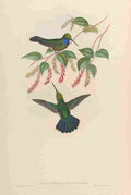 Gould 1861 Campylopterus Villavicencio A4 Photo Print