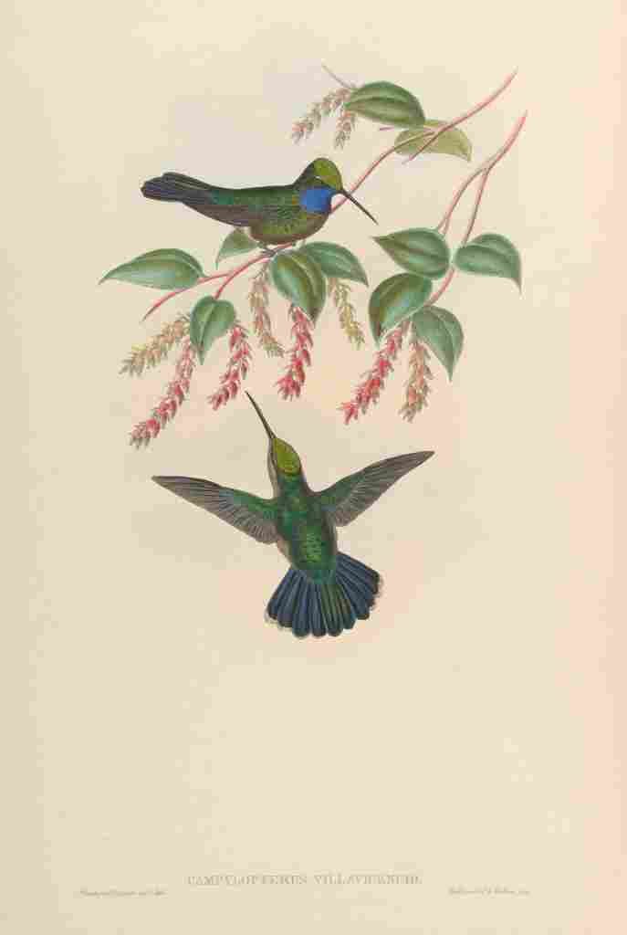 Gould 1861 Campylopterus Villavicencio A4 Photo Print