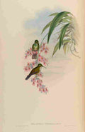 Gould 1861 Delattria Viridipallens A4 Photo Print