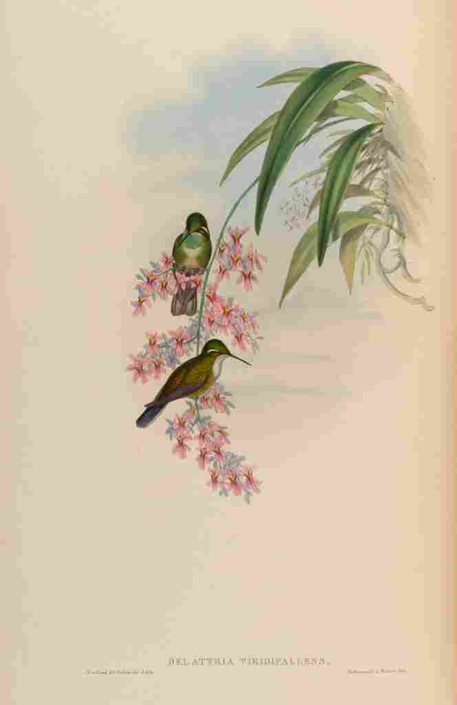Gould 1861 Delattria Viridipallens A4 Photo Print