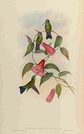 Gould 1861 Eucephalia Smaragdocaerulea A4 Photo Print