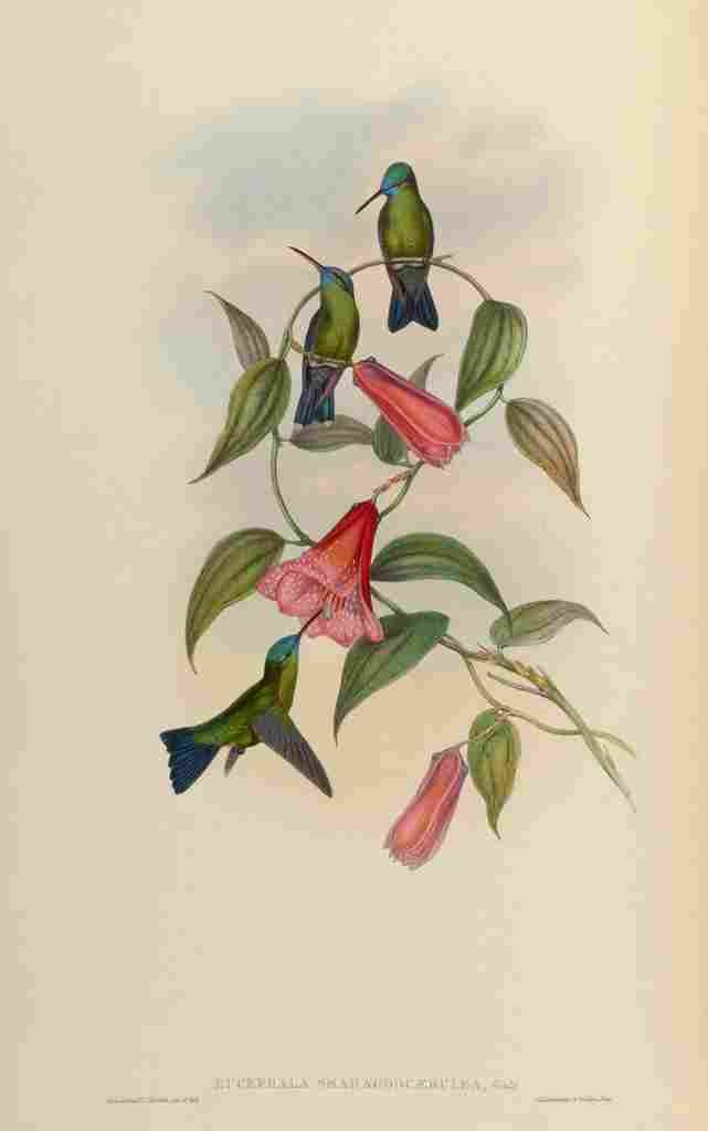 Gould 1861 Eucephalia Smaragdocaerulea A4 Photo Print