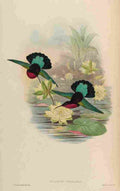 Gould 1861 Eulampis Jugularis A4 Photo Print