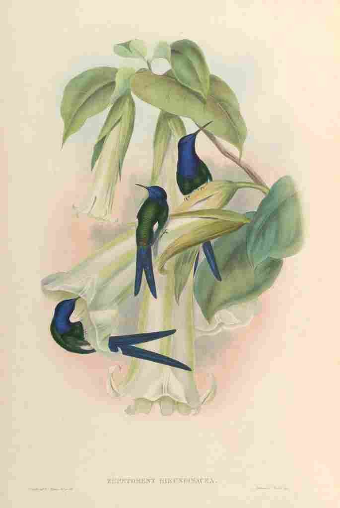 Gould 1861 Eupetoment Hirundinacea A4 Photo Print