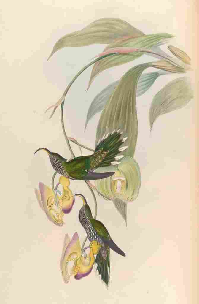 Gould 1861 Eutoxeres Aquila A4 Photo Print
