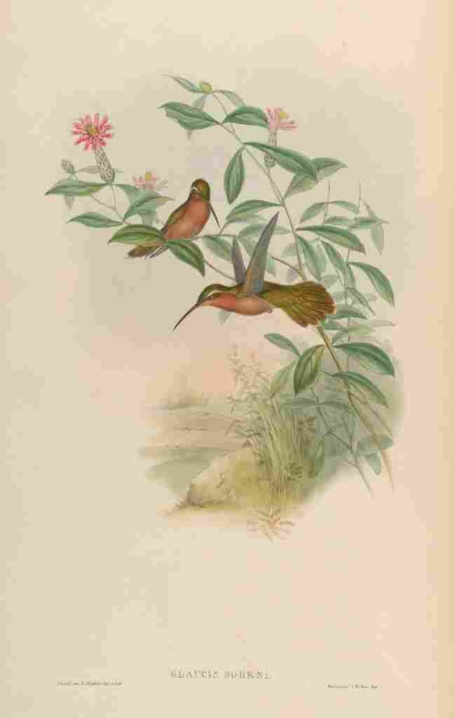Gould 1861 Glaucis Dohrni A4 Photo Print