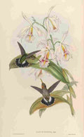Gould 1861 Glaucis Fraseri A4 Photo Print