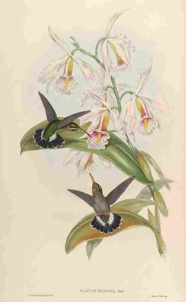 Gould 1861 Glaucis Fraseri A4 Photo Print