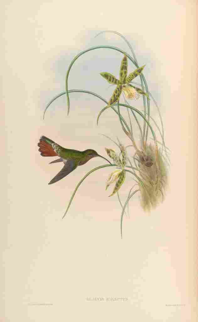 Gould 1861 Glaucis Hirsutus A4 Photo Print