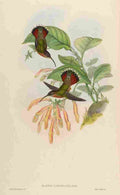 Gould 1861 Glaucis Lanceolata A4 Photo Print