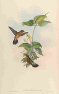 Gould 1861 Glaucis Melanura A4 Photo Print