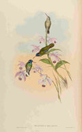 Gould 1861 Heliopaedica Melanotis A4 Photo Print