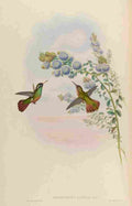 Gould 1861 Heliopaedica Xantasi A4 Photo Print