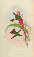Gould 1861 Hypuroptila Eurochrysia A4 Photo Print