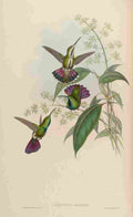 Gould 1861 Lampornis Prevosti A4 Photo Print