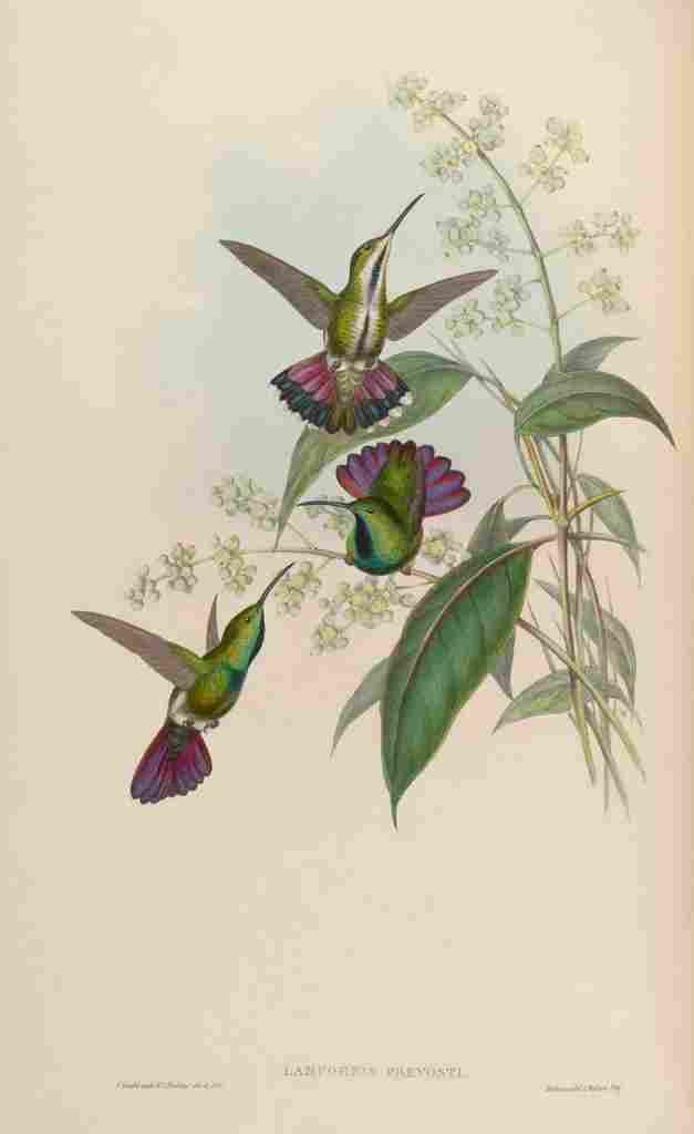Gould 1861 Lampornis Prevosti A4 Photo Print