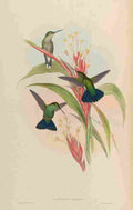 Gould 1861 Lampornis Viridis A4 Photo Print