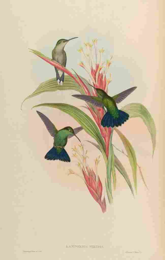 Gould 1861 Lampornis Viridis A4 Photo Print